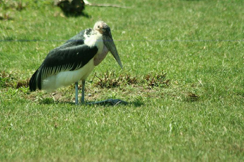 Foto: Marabu africký