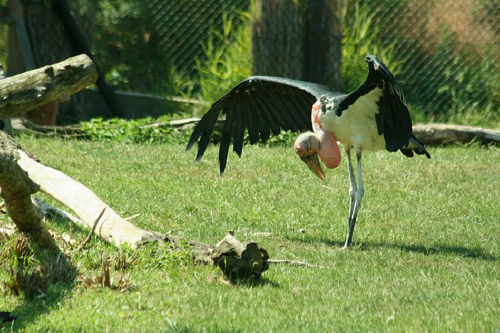 Foto: Marabu africký