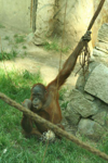 Foto: Orangutan