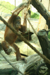 Foto: Orangutan