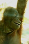 Foto: Orangutan