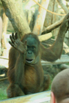 Foto: Orangutan