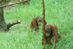 Foto: Orangutan