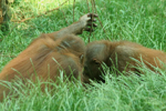 Foto: Orangutan