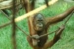 Foto: Orangutan