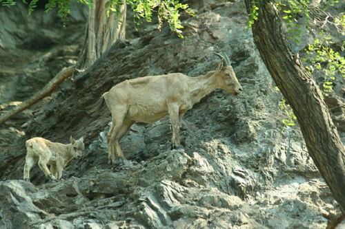 Foto: Kozorožec kavkazský