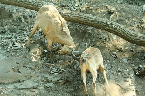 Foto: Kozorožec kavkazský