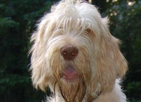 Foto: Spinone