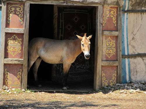 Foto: Kůň převalského