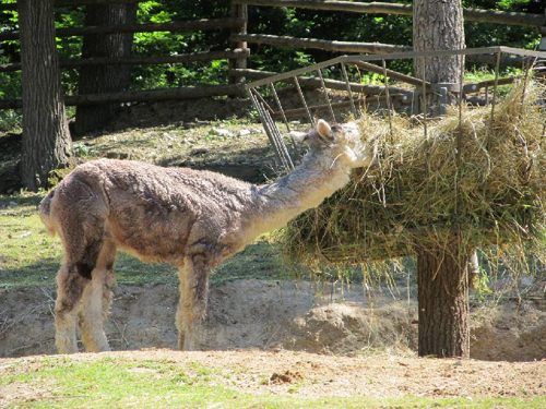 Foto: Lama alpaka