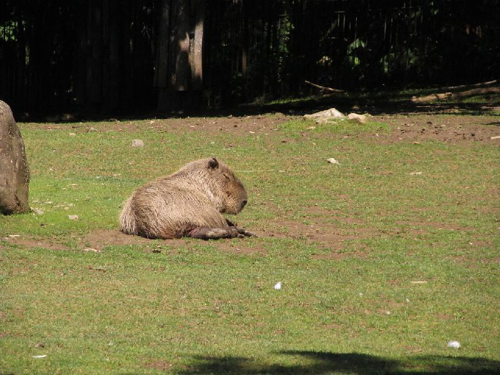 Foto: Kapybara