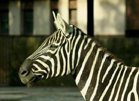Foto: Zebra bezhřívá
