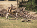 Foto: Zebra chapmanova