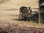 Foto: Zebra chapmanova