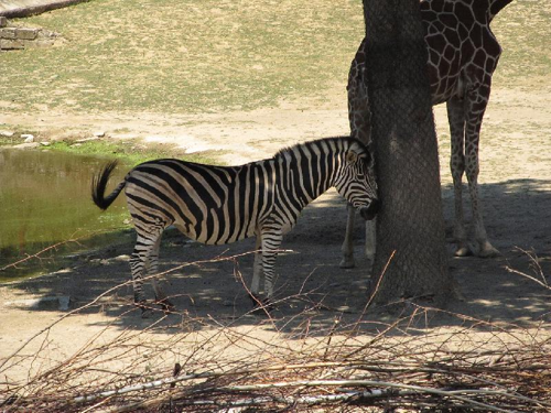 Foto: Zebra chapmanova