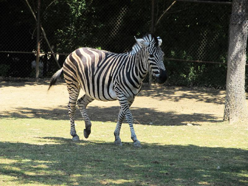 Foto: Zebra chapmanova