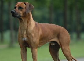 Foto: Rhodéský ridgeback