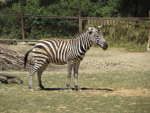 Foto: Zebra chapmanova