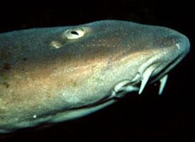 Foto: Žralůček perský