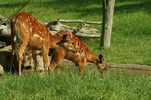 Foto: Sitatunga západoafrická