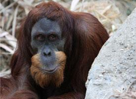 Foto: Orangutan sumaterský