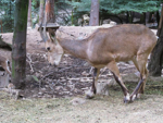 Foto: Kozorožec sibiřský