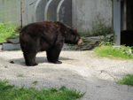 Foto: Medvěd baribal