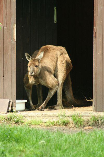 Foto: Klokan obrovský