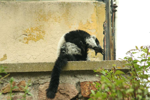 Foto: Lemur vari