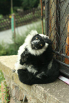 Foto: Lemur vari