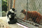 Foto: Lemur vari