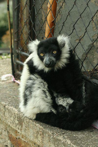 Foto: Lemur vari