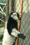 Foto: Lemur vari