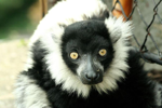 Foto: Lemur vari