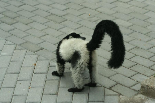 Foto: Lemur vari