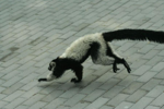 Foto: Lemur vari