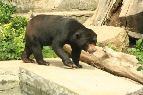 Foto: Medvěd malajský