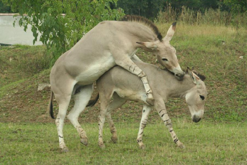 Foto: Osel somálský