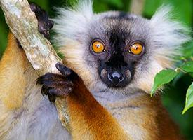 Foto: Lemur tmavý černý