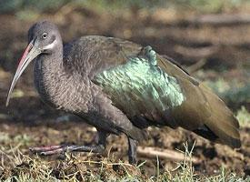 Foto: Ibis hagedaš