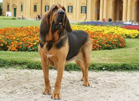 Foto: Bloodhound