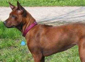 Foto: Thajský ridgeback