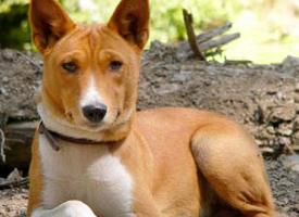 Foto: Basenji