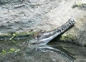Foto: Krokodýl úzkohlavý