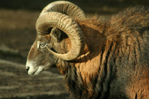 Foto: Muflon