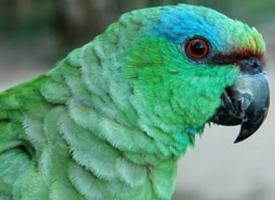Foto: Amazoňan modrobradý amazonský