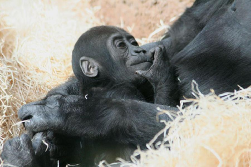 Foto: Gorila nížinná