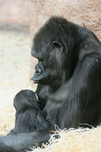 Foto: Gorila nížinná