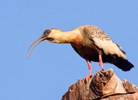 Foto: Ibis šedokřídlý