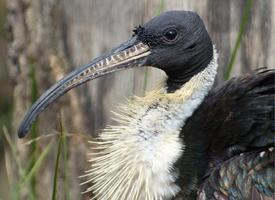 Foto: Ibis žlutokrký